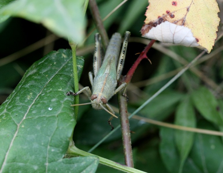 Ninfa di Anacridium aegyptium